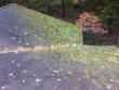 Roof moss that has attached to the shingles on a roof